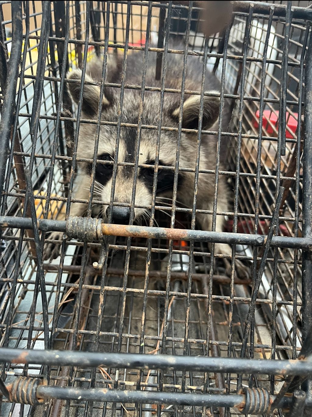 Live raccoon trapping that yielded 7 raccoons 