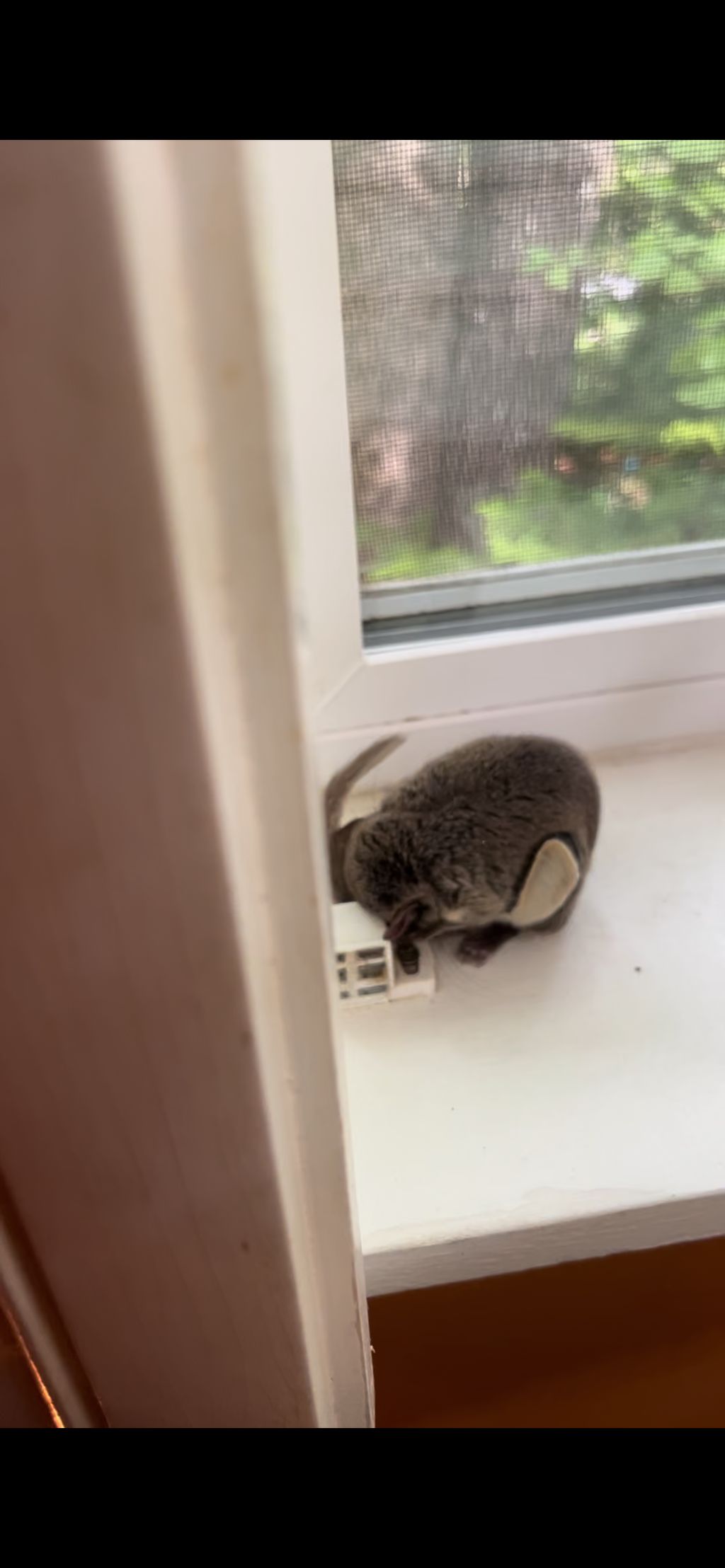 Live flying squirrel removal from a window sill in