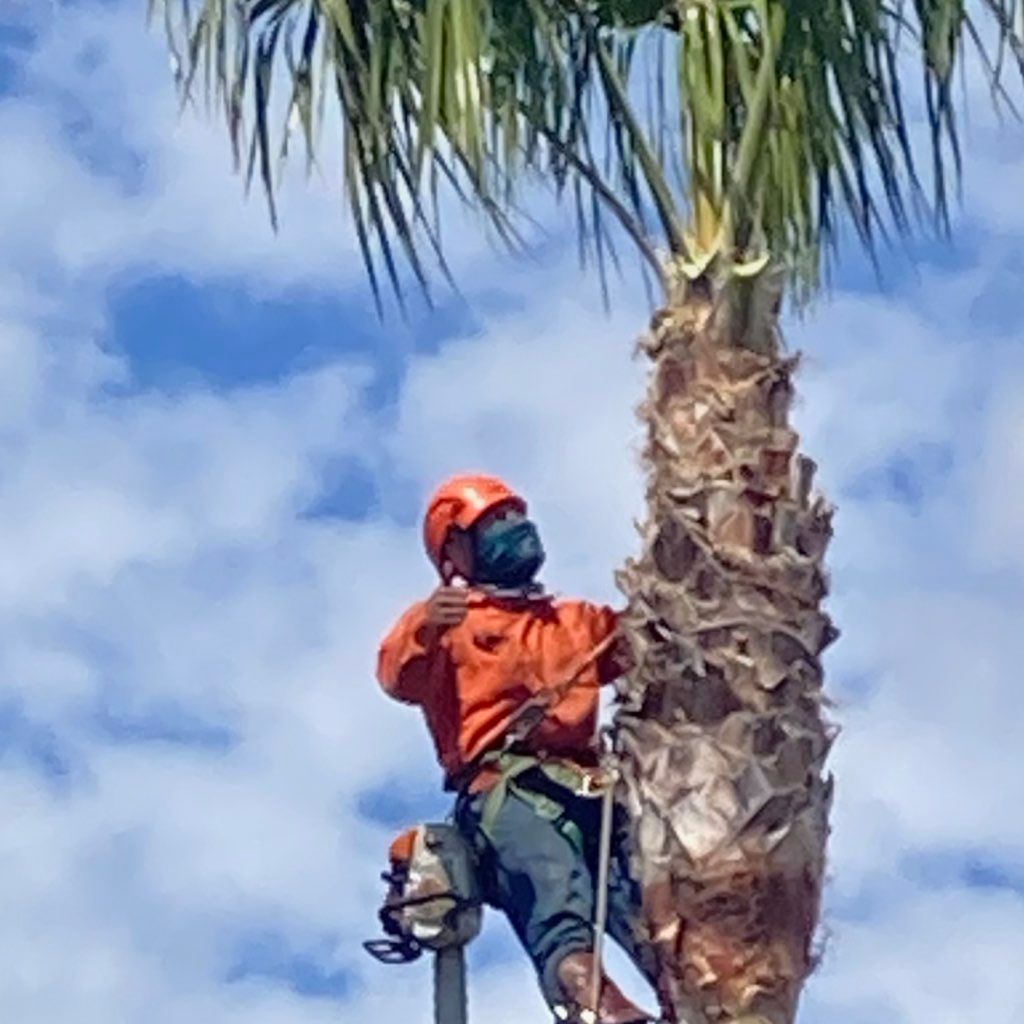 New generation tree care