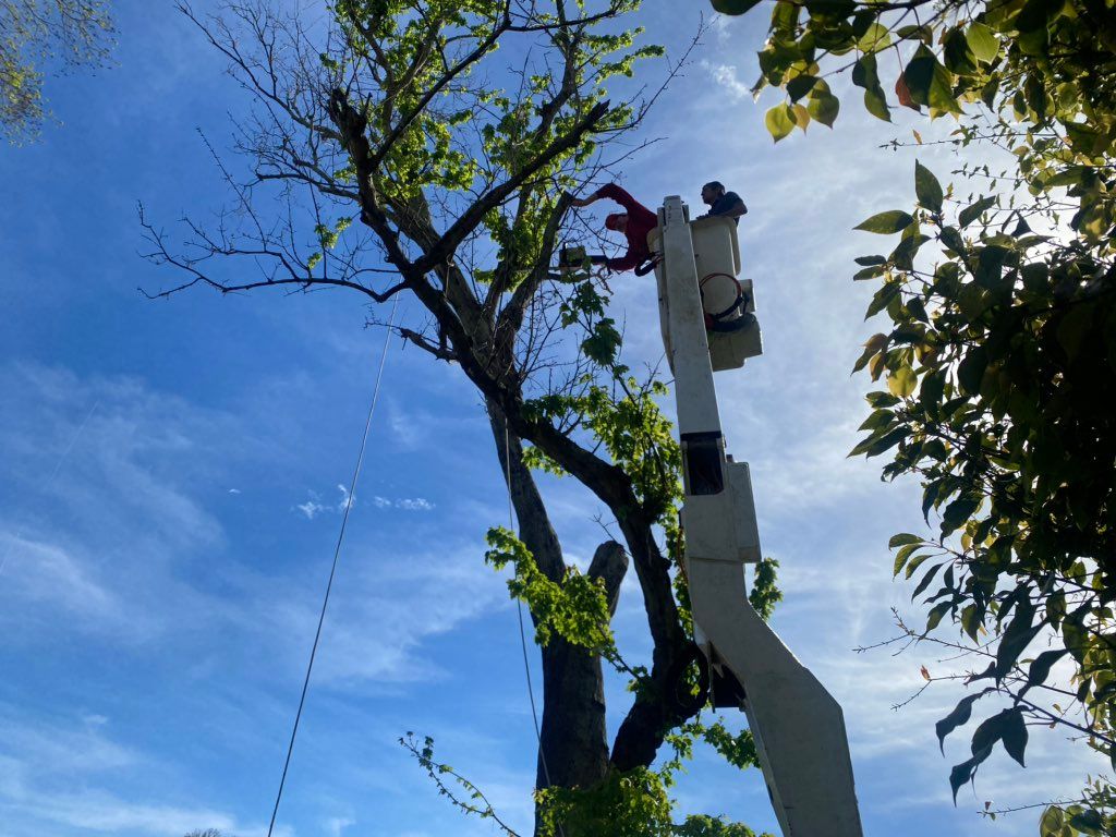 Fast Cut Tree Service | Jacksonville, FL | Thumbtack
