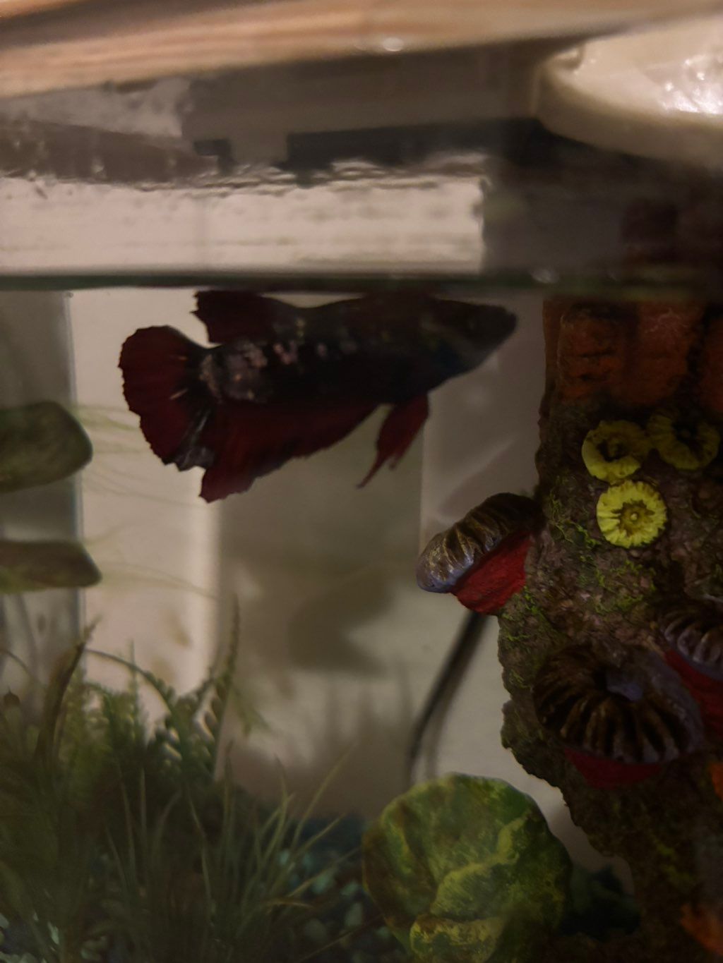 Dojé is a hilarious, energetic betta fish I visite