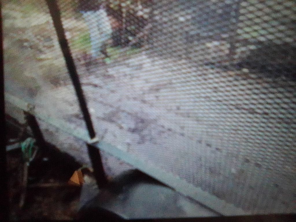 junk removal