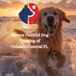 Avatar for Always Faithful Dog Training Orlando-Central-FL