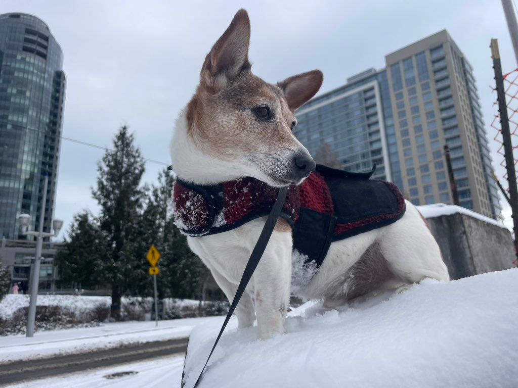 Awww!  Hunter in South Waterfront!