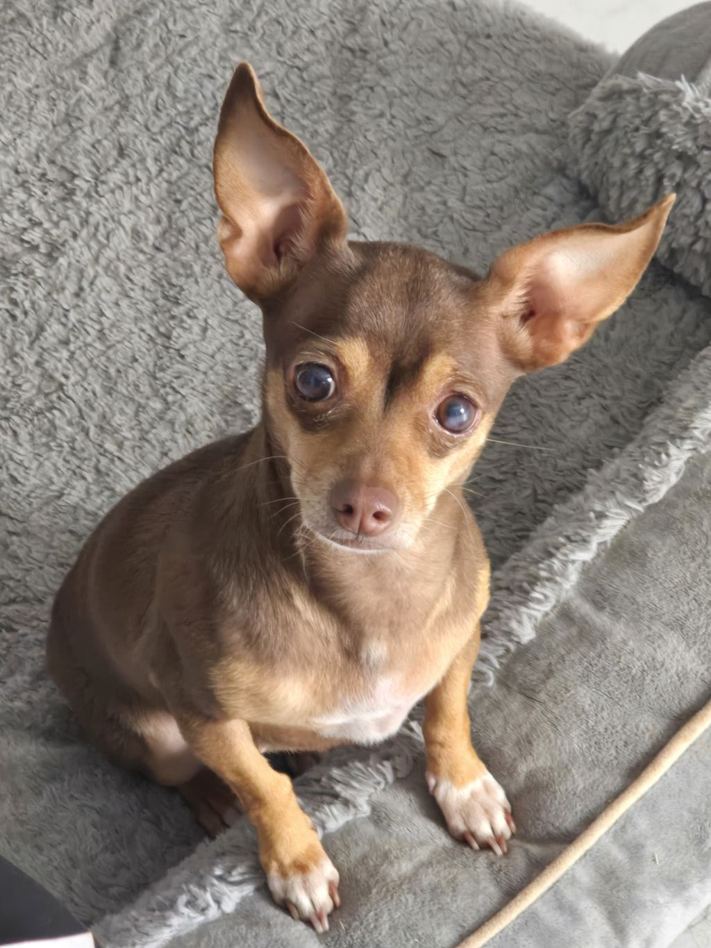 My rescue pup Carly 