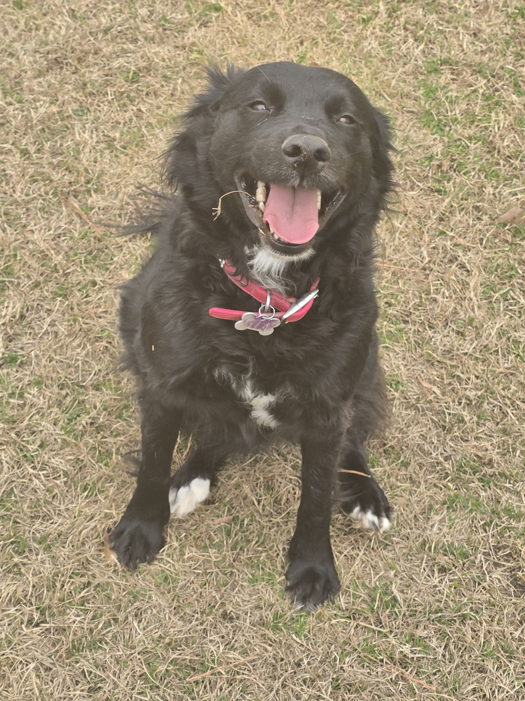 My rescue pup Gia