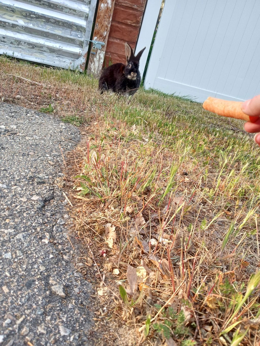 Catching a runaway bunny that is shocked in fright