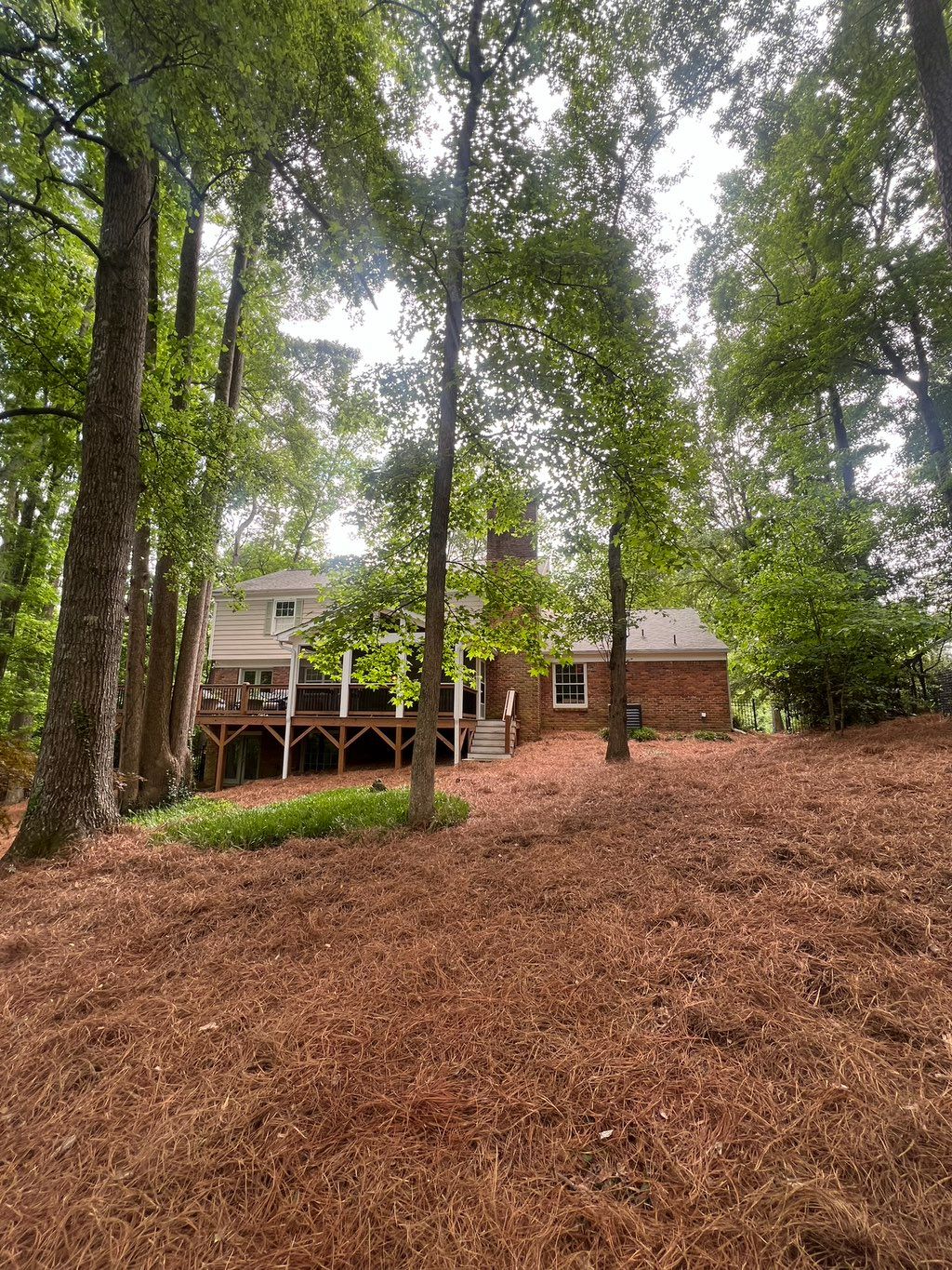 Long needle pine straw install