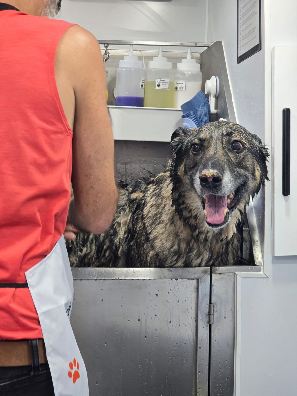 Fresh bath for Rosco the German shepherd