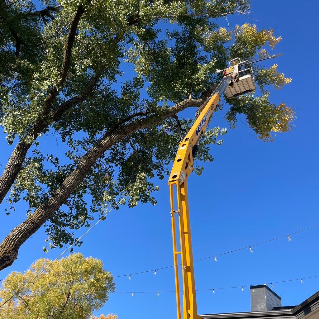 Family Trees & Land Clearing