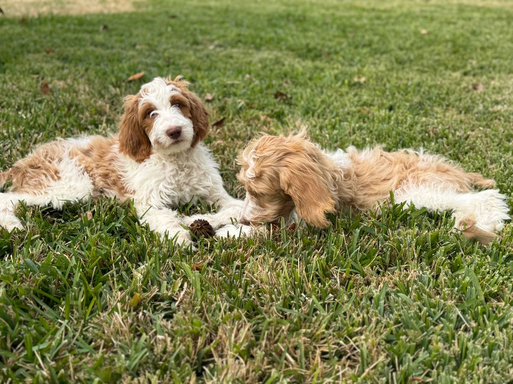 Ginger and Penelope!