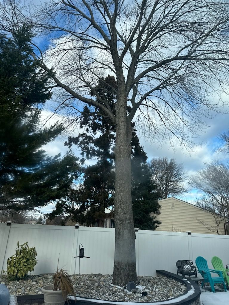 Tree Trimming and Removal