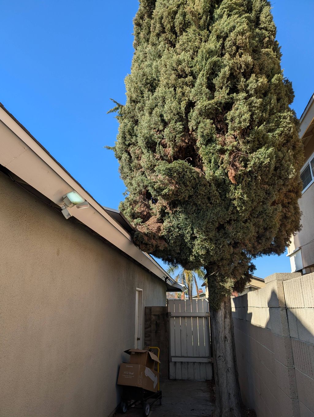 Tree Trimming and Removal