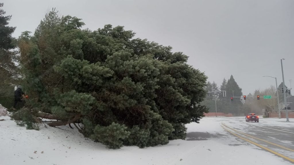 Tree Trimming and Removal