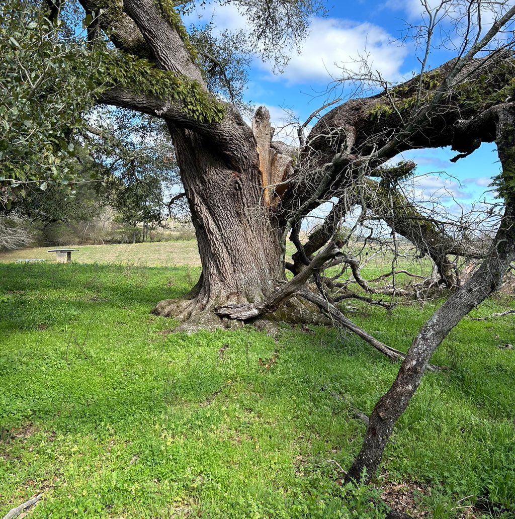 Tree Top Pros & Sod