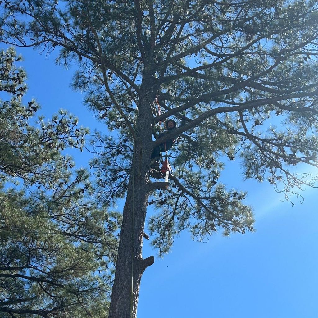 DIAZ TREE SERVICE