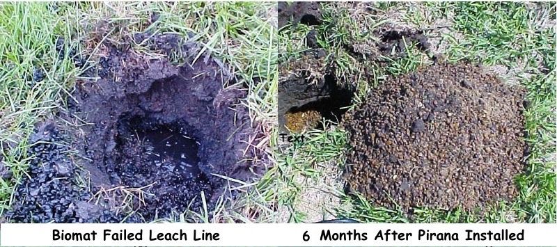 Drain Field Before Pirana & After