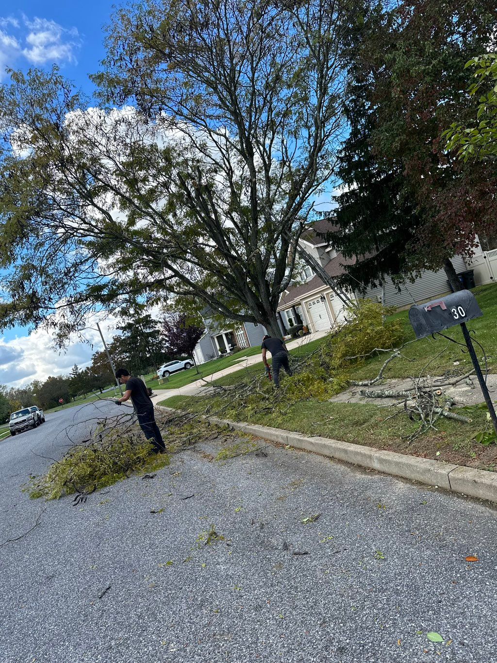 Before Tree Trimming