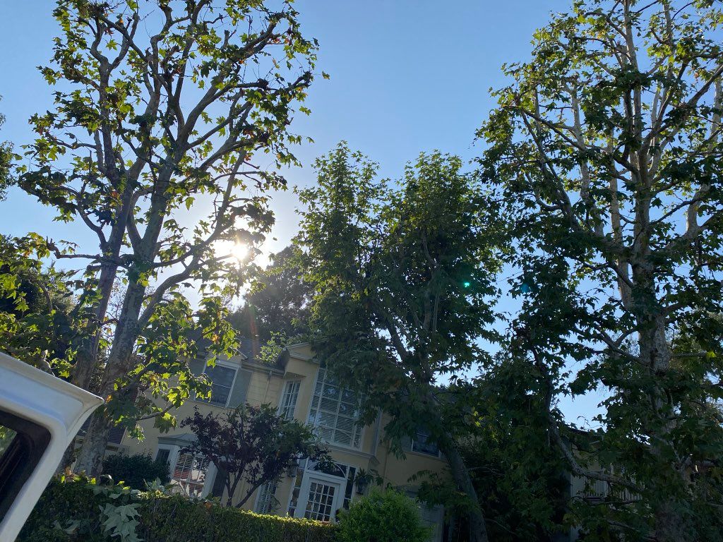 Tree trimming 