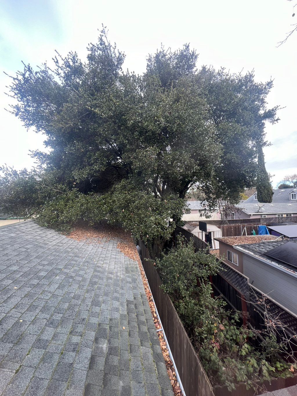 Before trimming branches away from the house roof