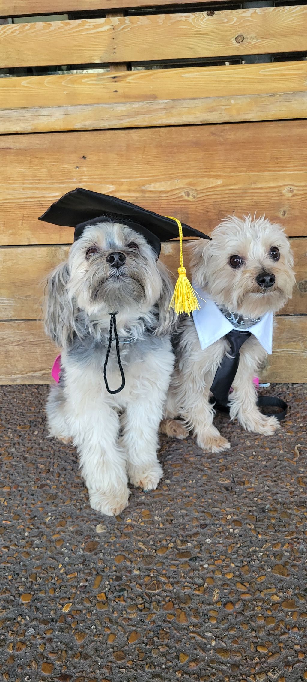 8 Year old brothers graduating from obedience trai