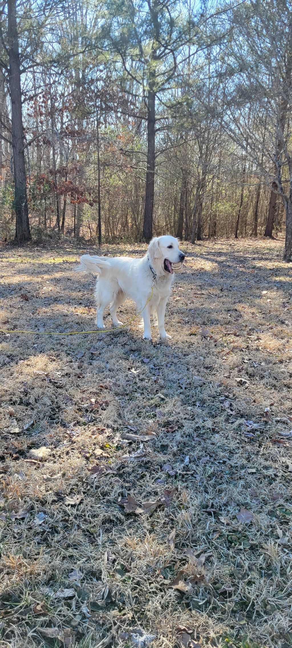 Off leash training with Ranger