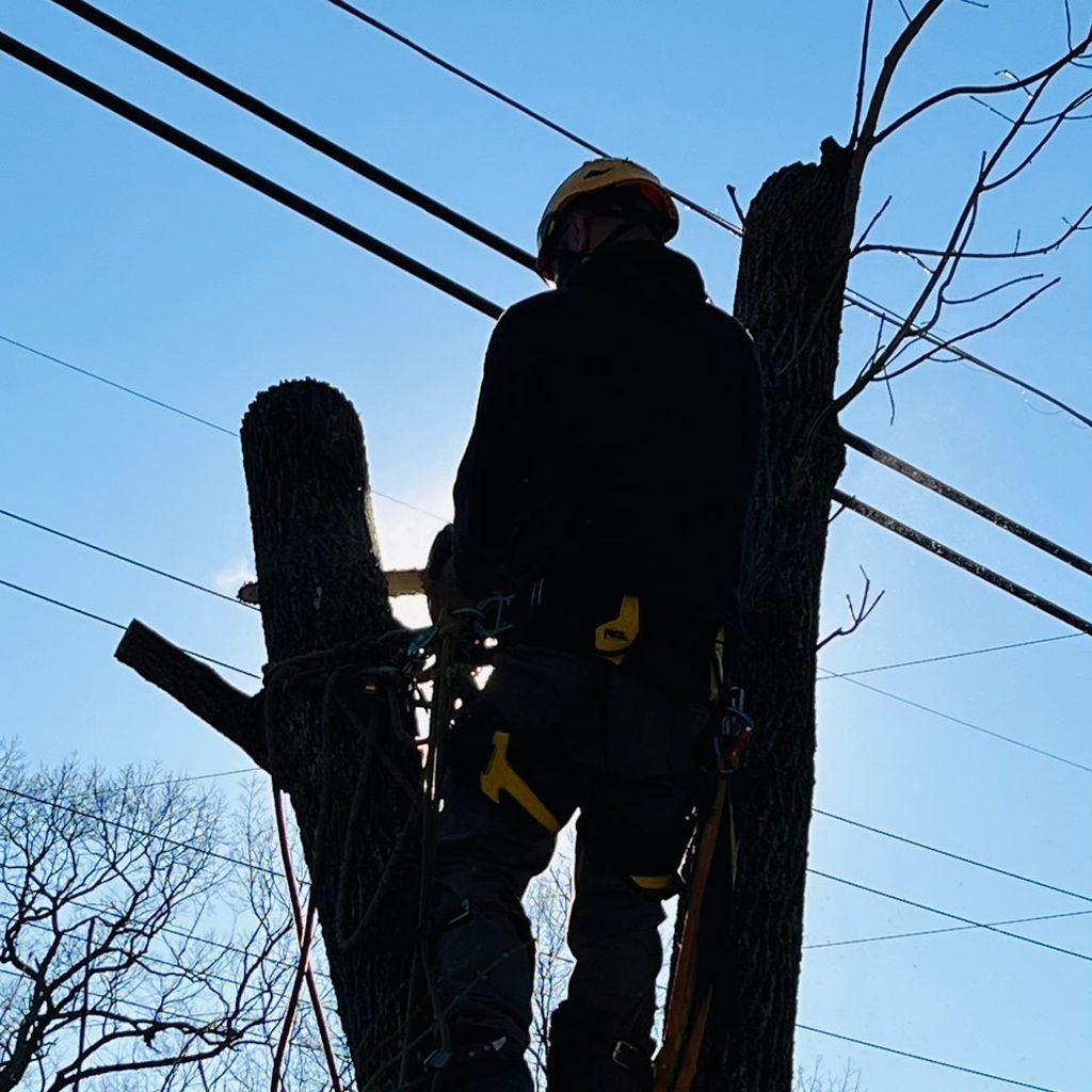 J&S Tree service