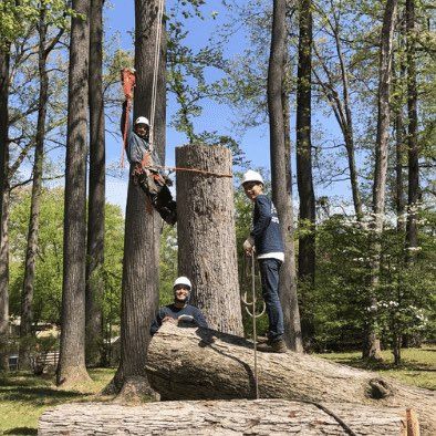 Avatar for TR tree service