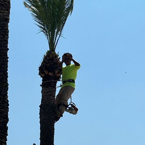 Jose’s landscaping Profile Picture