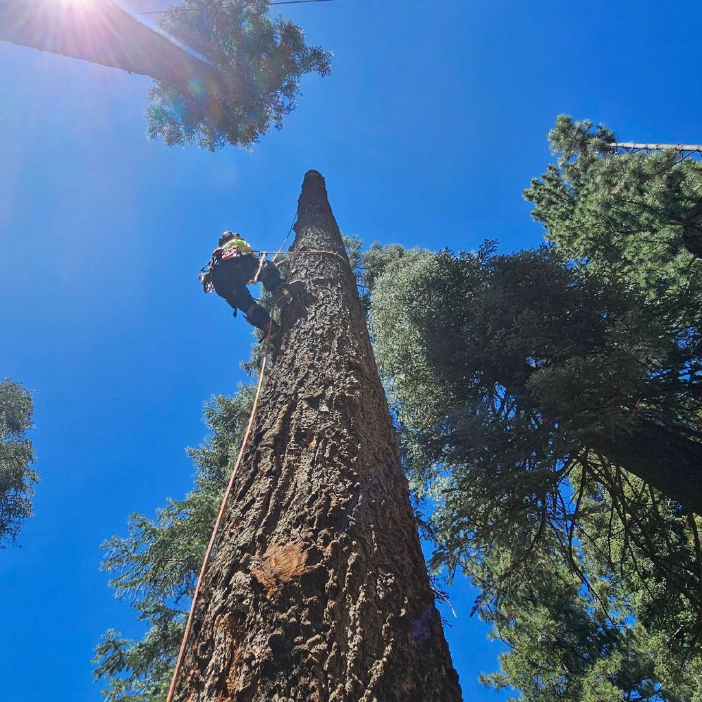 Luna's tree service, firewood, and junk haul
