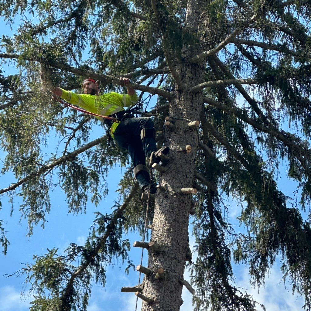 Green’s Tree and Brush