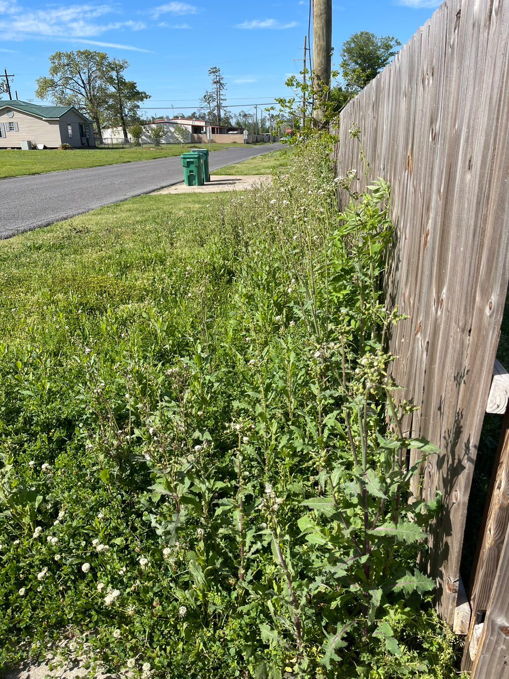 Lawncare Before