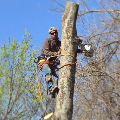 Avatar for katherin tree service