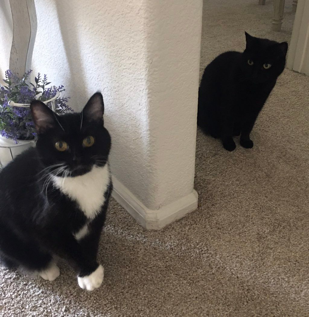 Tuppence and Treacle are looking for treats.
