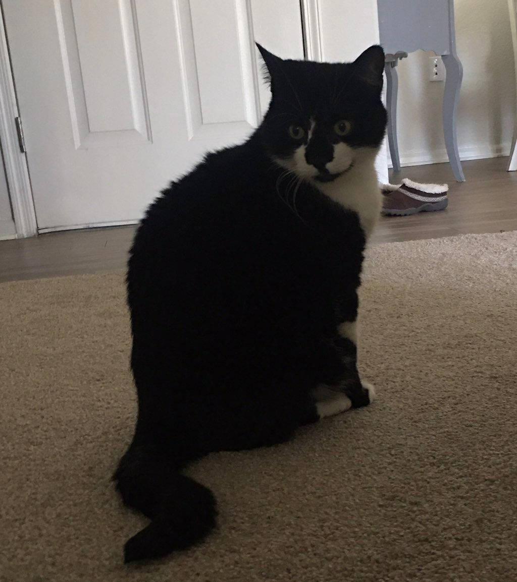Tom just wants more pets. And one more treat.