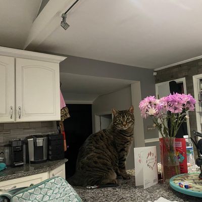 Avatar for Priscilla Pasqua