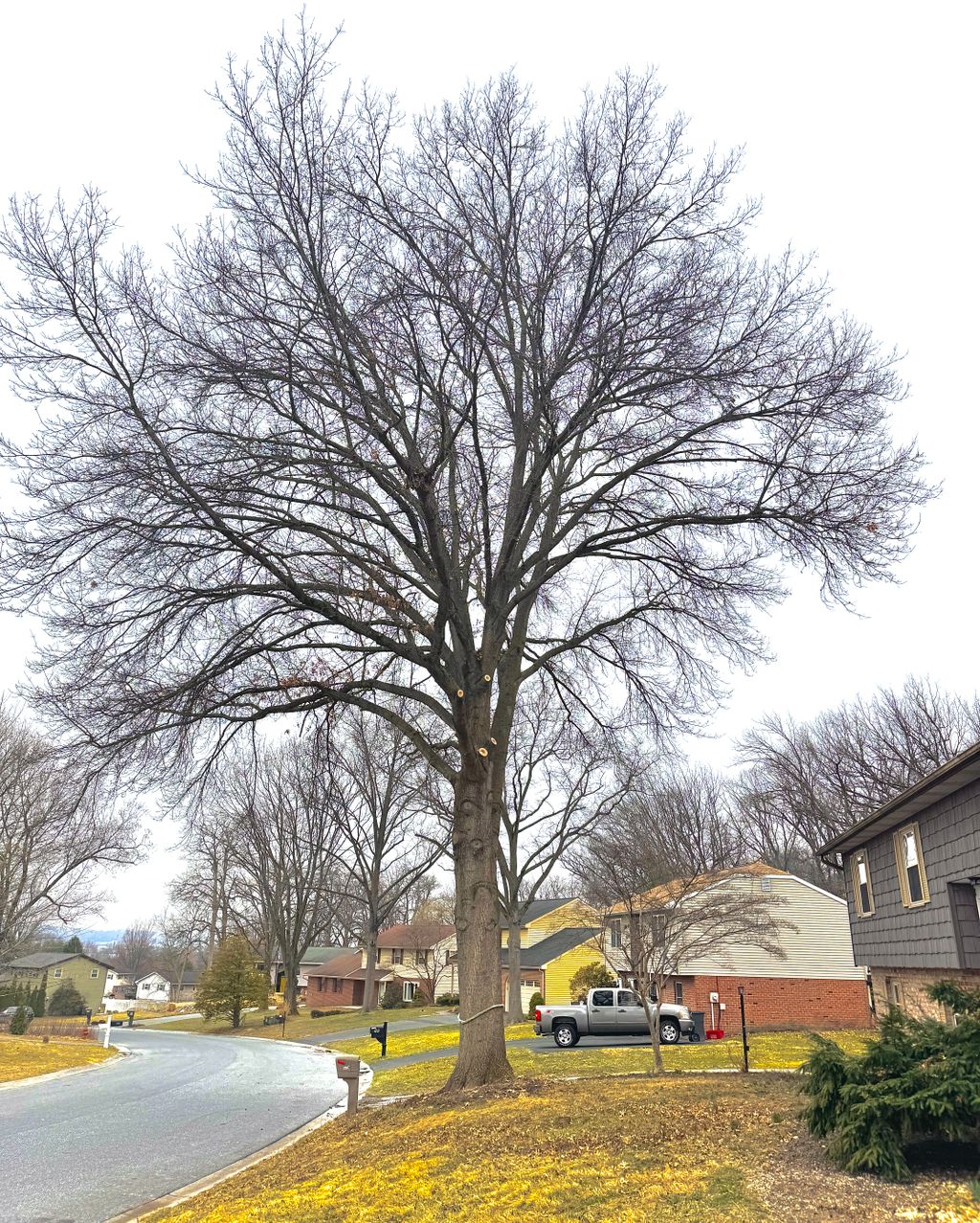 Pruning a Lark Oak back from the House