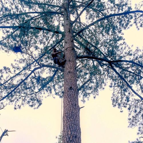 J&B Tree Service LLC Profile Picture