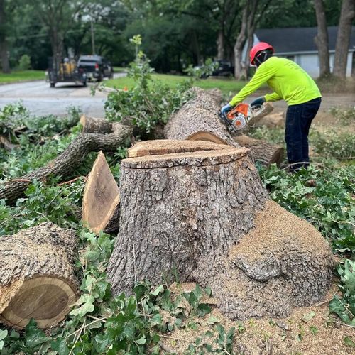 O.G. TREE SERVICE Profile Picture