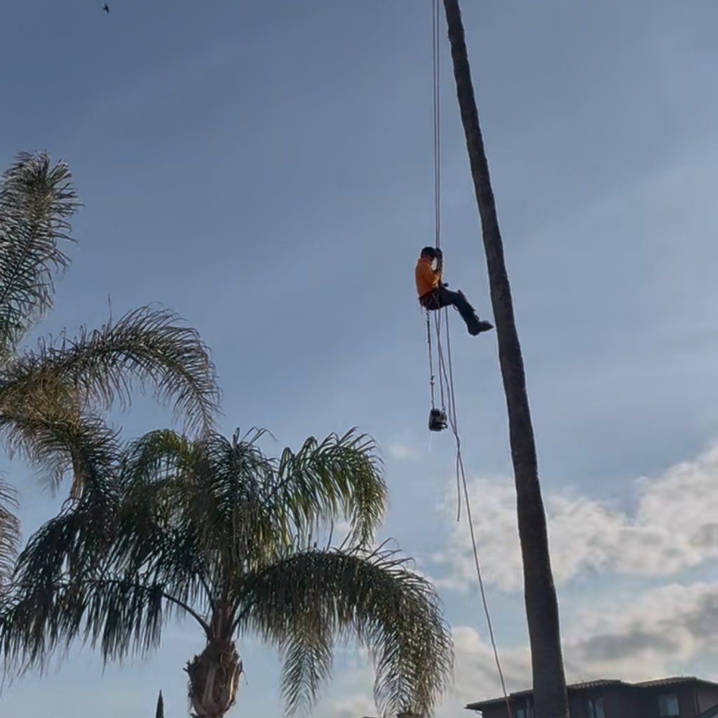 Jasmine Tree Service