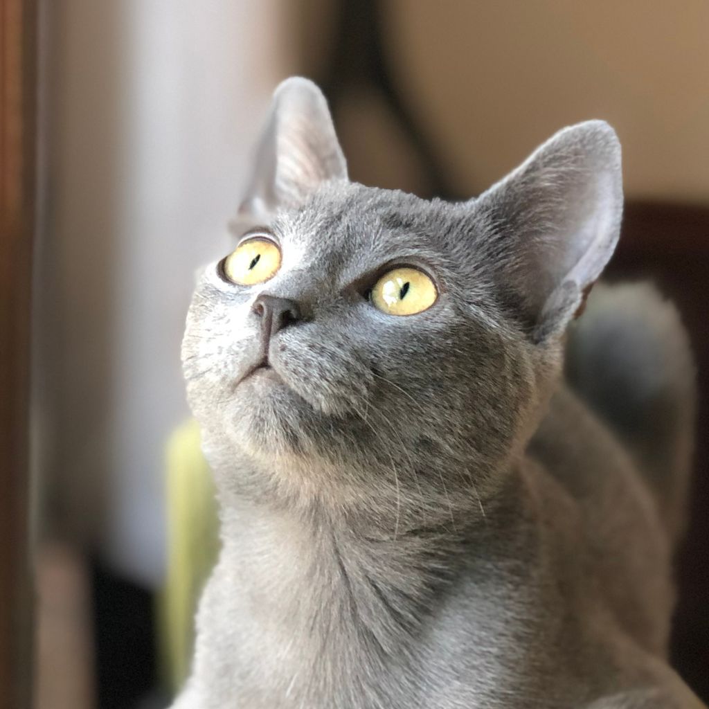 pro avatar
