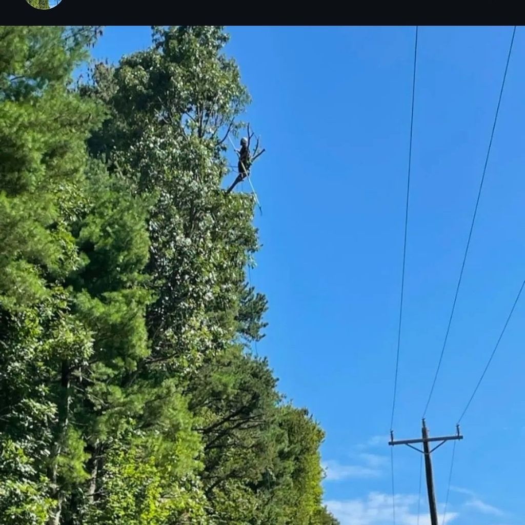yeison tree service