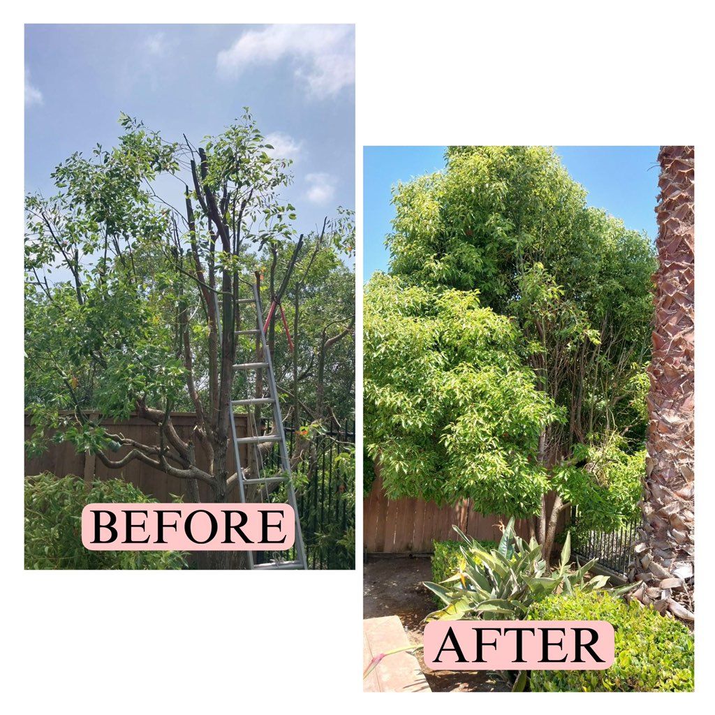 Tree trimmed