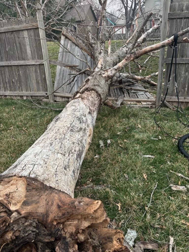 Dead tree blew over and broke the fence