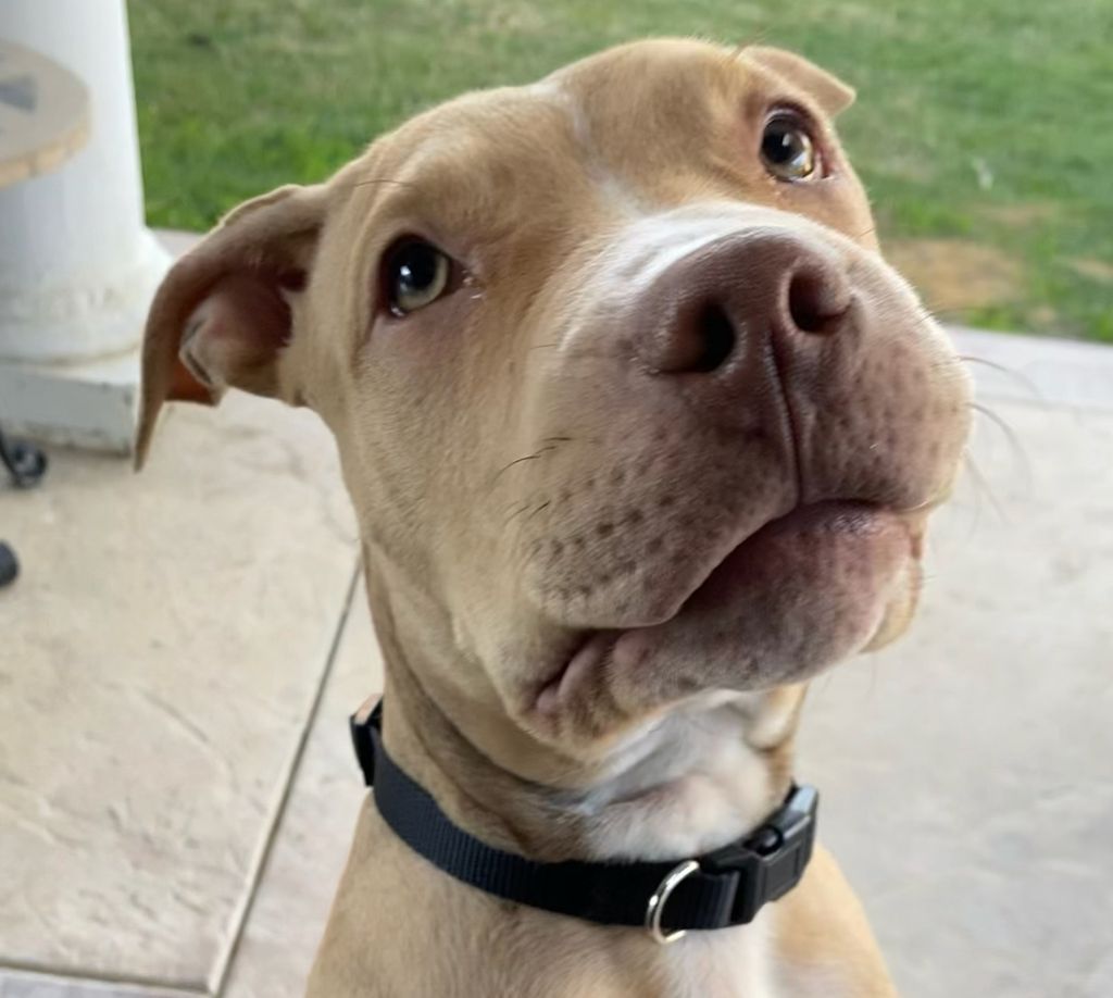Buster