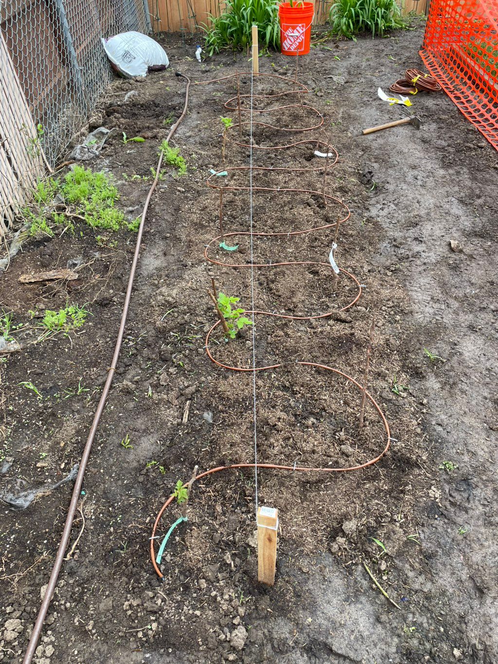 Raspberry bushes and drip irrigation. 