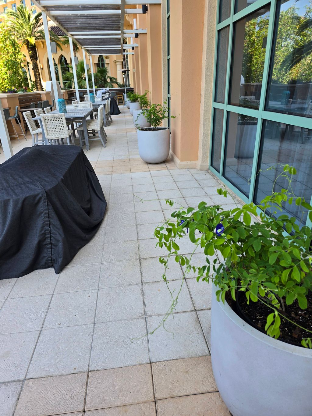 Butterfly pea install at luxury resort