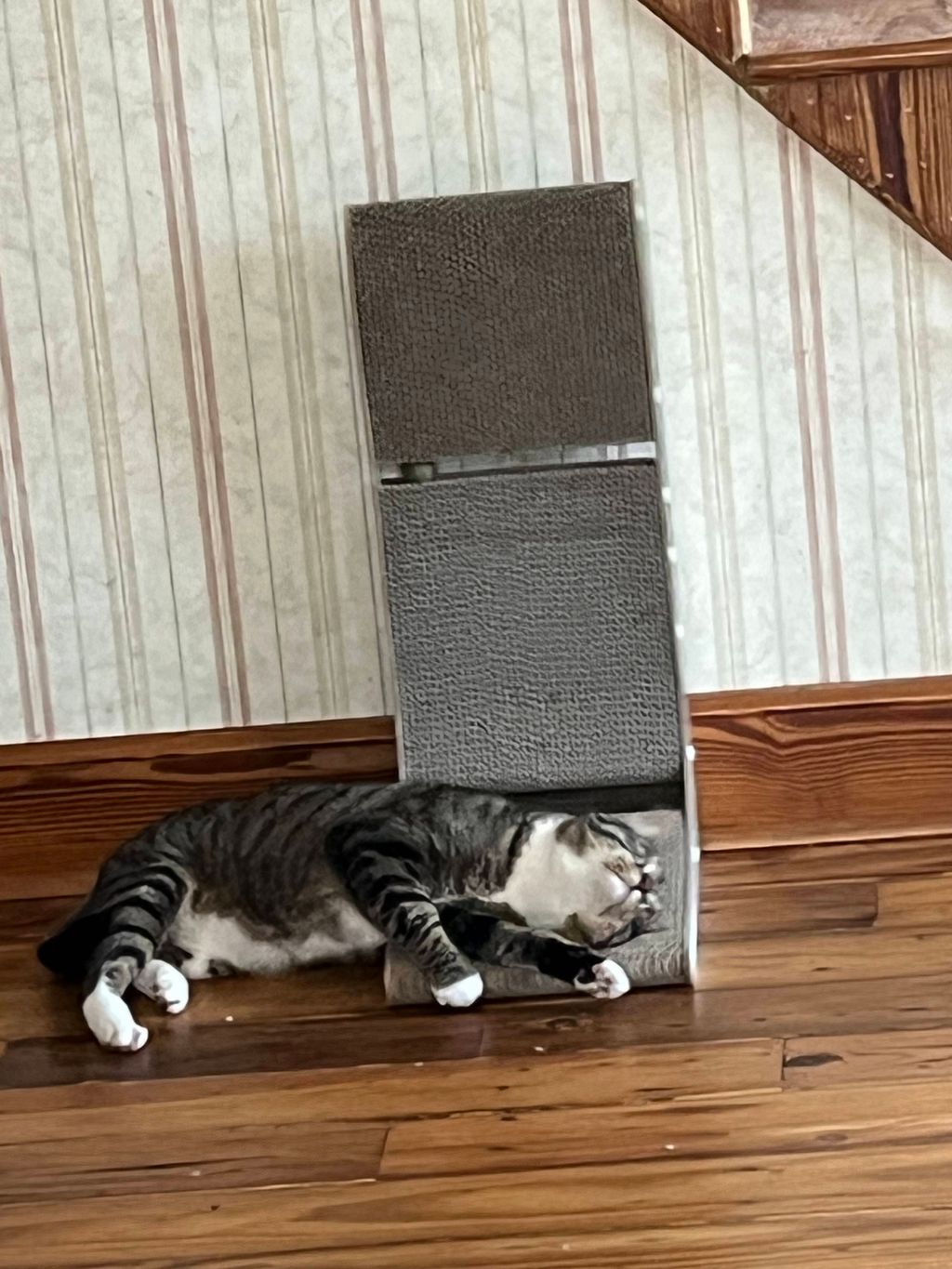 Cat Toy and Cocoa