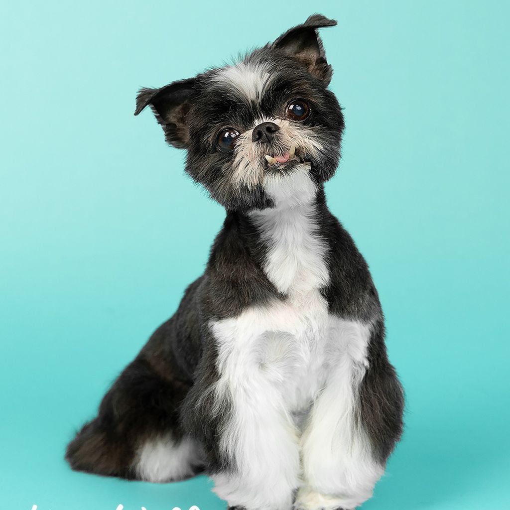 Canine Divine Housecall Dog Grooming