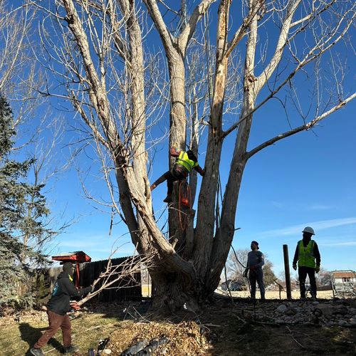 Carbajal’s tree services and landscaping